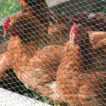 Chicken Hexagonal wire mesh netting breeding netting